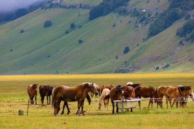 Cavalli sull 'altipiano di Castelluccio di Norcia sui Monti Sibillini, Umbria e Marche, İtalya