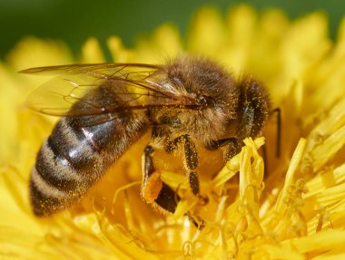 Bir arı karahindiba üzerinde oturur