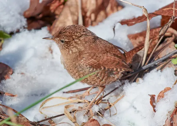 Saka kuşu kışın otla beslenir..