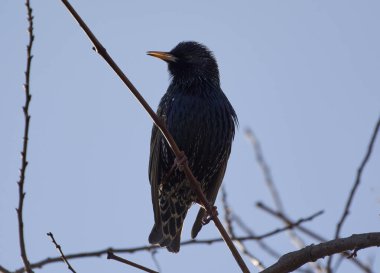 Bir saksağan baharda ağaçta oturur