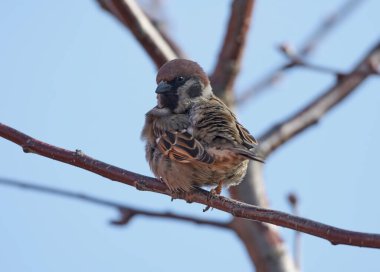 Bir bahar sabahı ev serçesi.
