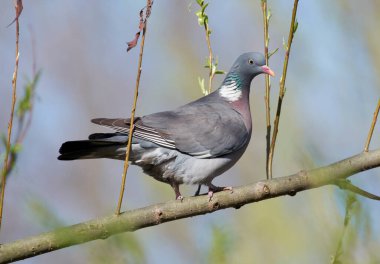 Sıradan bir güvercin ağaçta oturur.