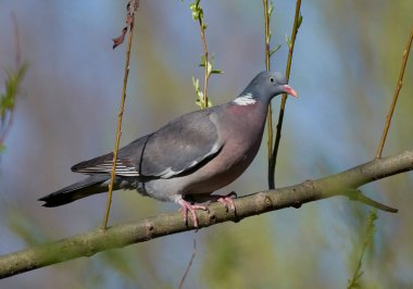Sıradan bir güvercin ağaçta oturur.