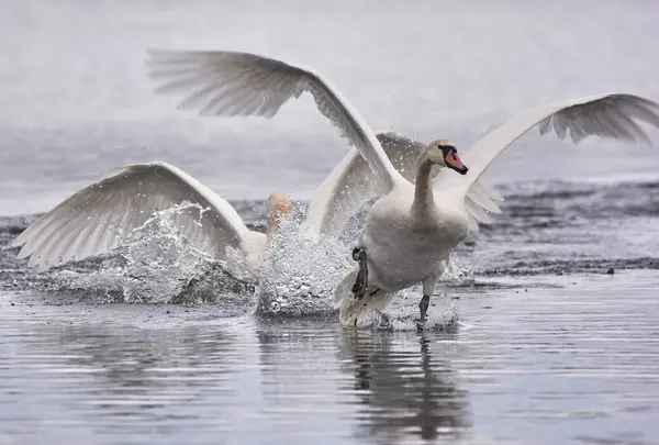 Gölde sessiz bir kuğu..