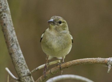 Bir ispinoz bir dala oturur.