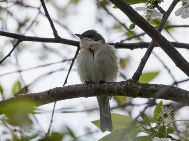 Isırgan otu bir dala tünemiş..