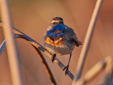 Sabah güneşinde bir mavi kuş öter.