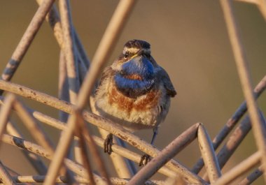 Sabah güneşinde bir mavi kuş öter.