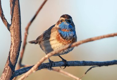 Bir mavi kuş sabah bir dala oturur..