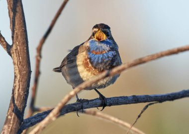 Bir mavi kuş sabah bir dala oturur..