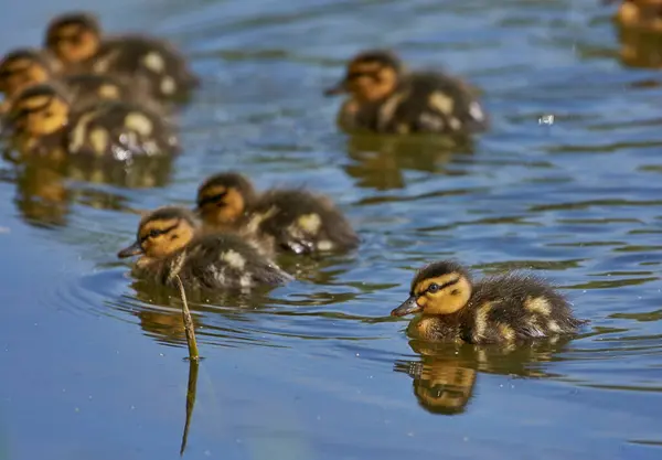 Yavru ördekler gölette