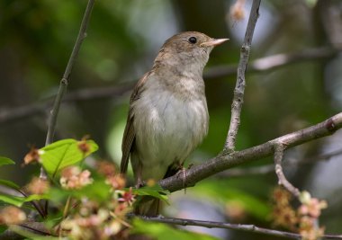 Bir doğu bülbülü bir ağaç dalında şarkı söyler.