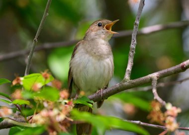 Bir doğu bülbülü bir ağaç dalında şarkı söyler.