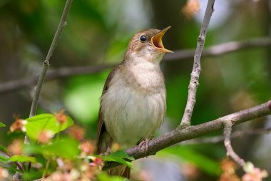 Bir doğu bülbülü bir ağaç dalında şarkı söyler.