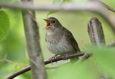 Bir doğu bülbülü bir ağaç dalında şarkı söyler.