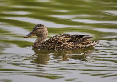Sudaki ördek yüzüyor.