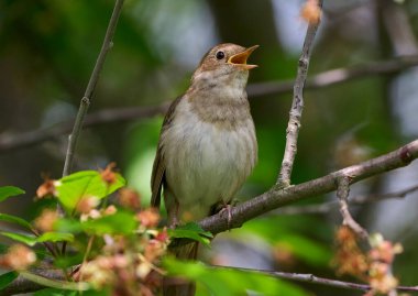 Bir doğu bülbülü bir ağaç dalında şarkı söyler.