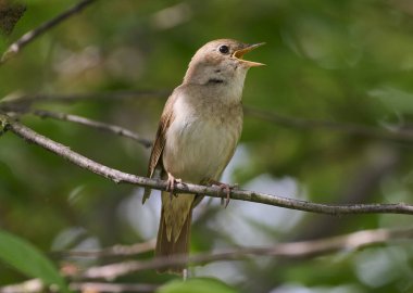 Bir doğu bülbülü bir ağaç dalında şarkı söyler.