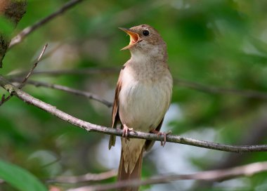 Bir doğu bülbülü bir ağaç dalında şarkı söyler.