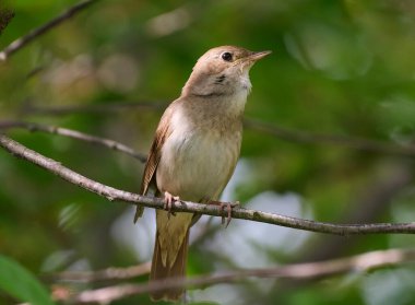 Bir doğu bülbülü bir ağaç dalında şarkı söyler.