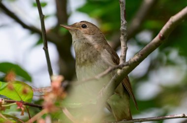 Bir doğu bülbülü bir ağaç dalında şarkı söyler.