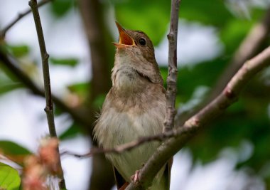 Bir doğu bülbülü bir ağaç dalında şarkı söyler.