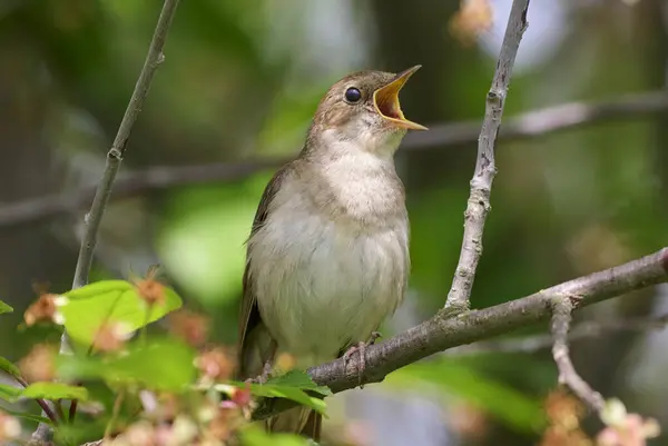 Bir doğu bülbülü bir ağaç dalında şarkı söyler.