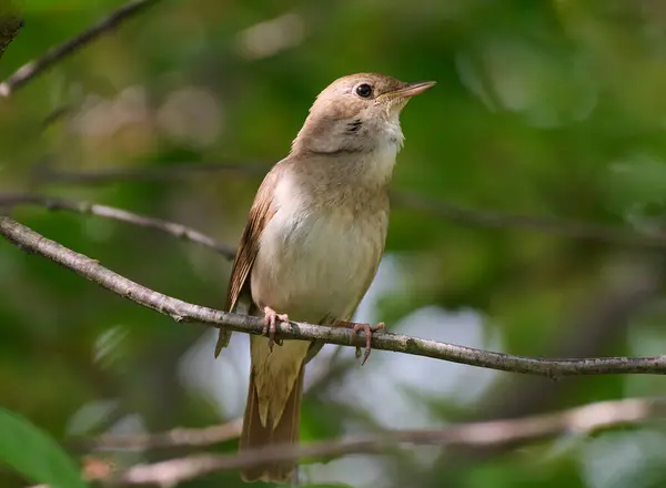 Bir doğu bülbülü bir ağaç dalında şarkı söyler.