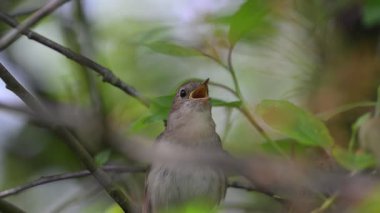 Bir doğu bülbülü bir ağaç dalında şarkı söyler.