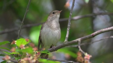 Bir doğu bülbülü bir ağaç dalında şarkı söyler.