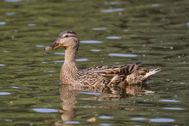 Bir ördek gölette yüzüyor..