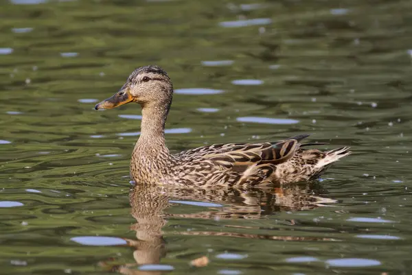 Bir ördek gölette yüzüyor..