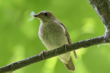 Doğulu dişi bir bülbül.