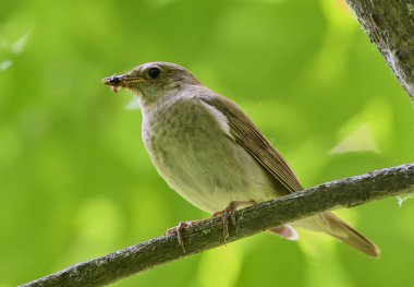 Doğulu dişi bir bülbül.
