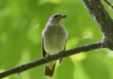 Doğulu dişi bir bülbül.