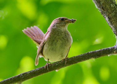 Doğulu dişi bir bülbül.