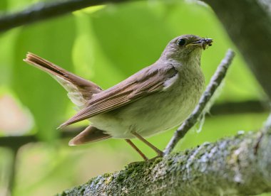 Doğulu dişi bir bülbül.