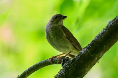 Doğulu dişi bir bülbül.