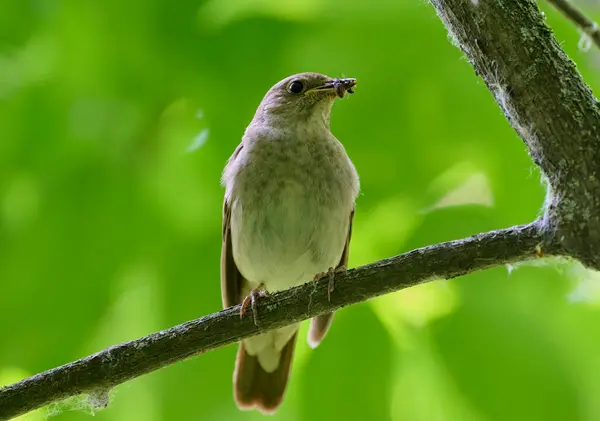Doğulu dişi bir bülbül.