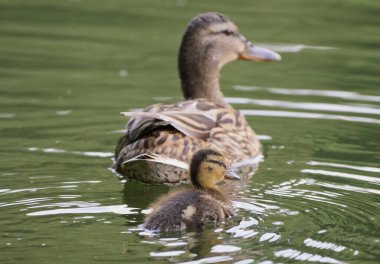Bir ördek ve ördek yavrusu yüzüyor.