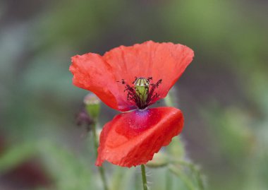 Kırmızı gelincikler tarlada çiçek açar..