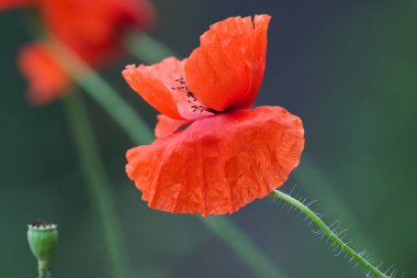 Kırmızı gelincikler tarlada çiçek açar..