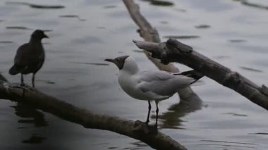 Siyah başlı martı suyun kenarında.