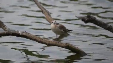 Siyah başlı martı suyun kenarında.