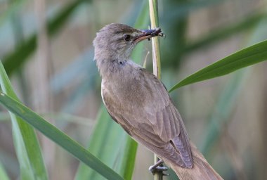 Ağzında av olan büyük bir saz bülbülü..