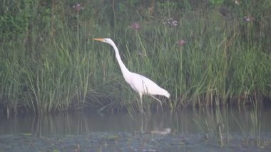 Büyük beyaz balıkçıl gölde yürüyor.