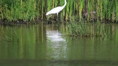 Büyük beyaz balıkçıl gölde yürüyor.