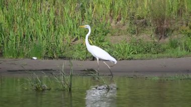 Büyük beyaz balıkçıl gölde yürüyor.