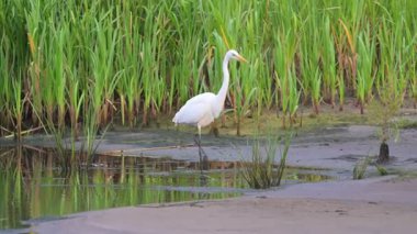 Büyük beyaz balıkçıl gölde yürüyor.