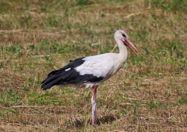 Beyaz bir leylek yürüyor tarlada.